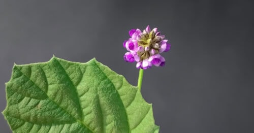 Bakuchiol Private Label Skincare: The Natural Retinol Alternative for Modern Beauty Brands